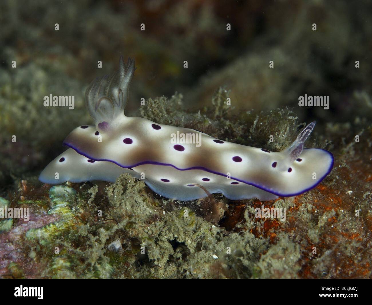 Elegante Nacktschnecke mit violetten Punkten, die prächtige Sternschnecke (Hypselodoris tryoni), auf einem Korallenriff. Tauchplatz Gondol Reef, Gondol, Bali, Indonesien Stockfoto