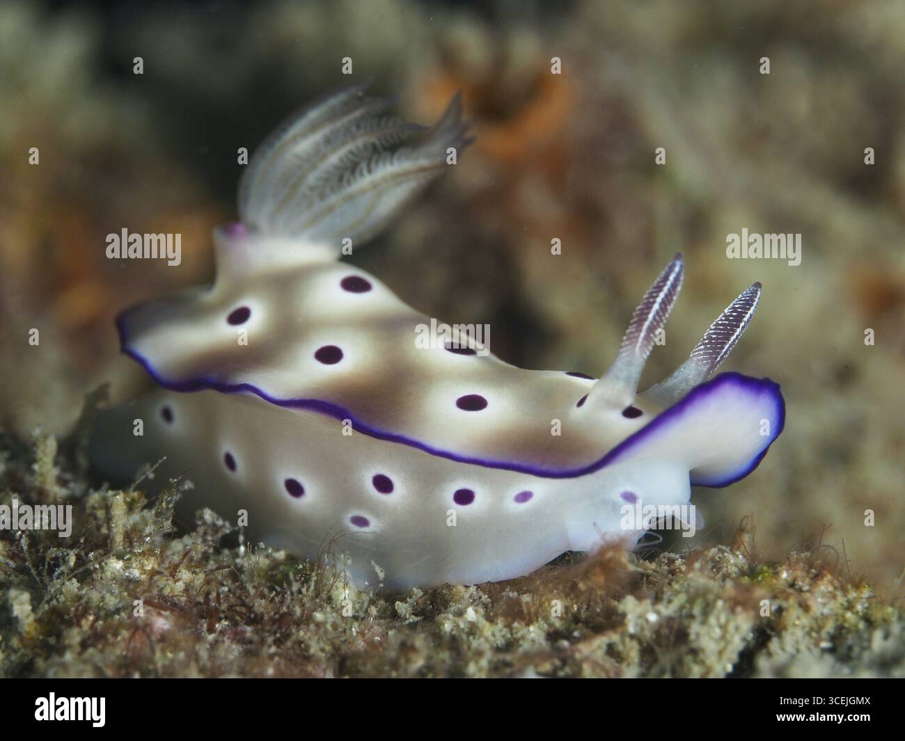 Zarte Nacktschnecke mit lila Fransenkante und Punkten, Hypselodoris tryoni. Tauchplatz Gondol Reef, Gondol, Bali, Indonesien Stockfoto