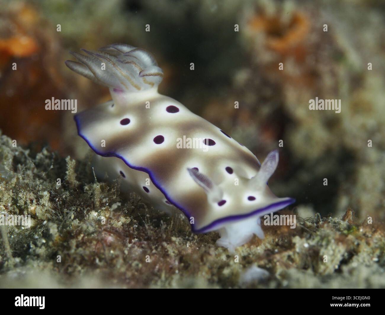 Nacktschnecke mit violetten Punkten, prächtige Sternschnecke (Hypselodoris tryoni). Tauchplatz Gondol Reef, Gondol, Bali, Indonesien Stockfoto