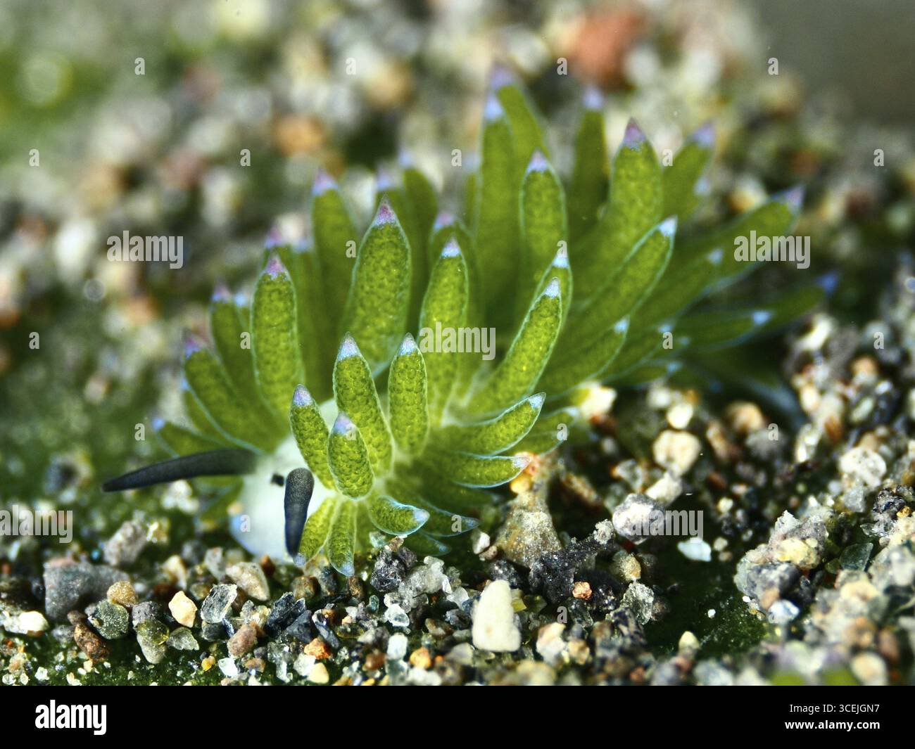 Nahaufnahme einer einzigen Meeresschnecke, der Blattschnecke (Costasiella kuroshimae), auf einem sandigen Untergrund mit grüner Umgebung. Die Schnecke ist auch bekannt als Stockfoto