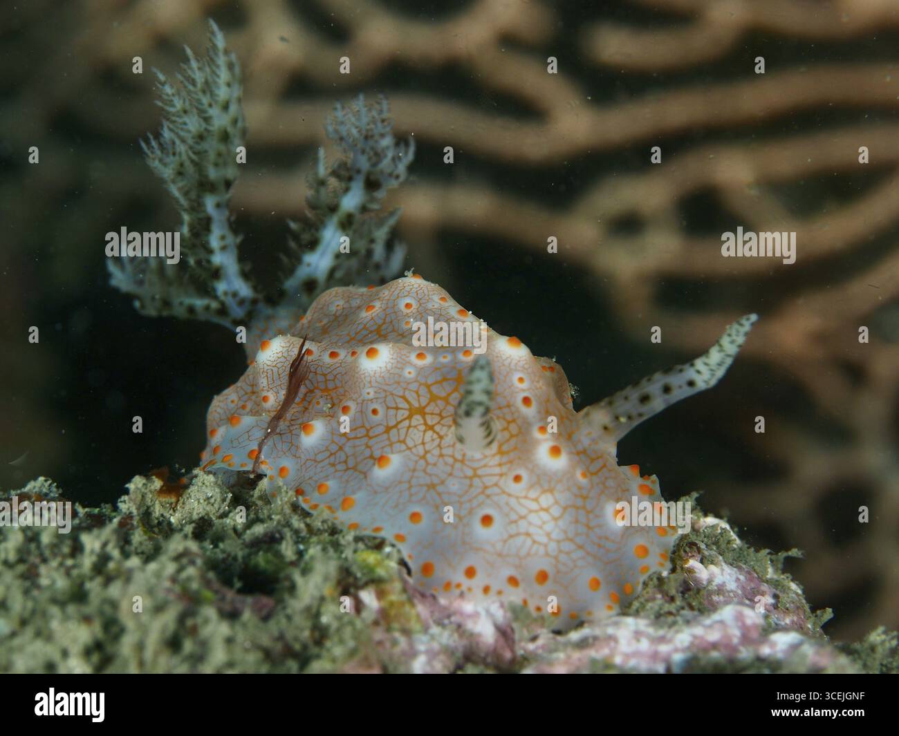 Bunte Meeresschnecke, Batangas Halgerda (Halgerda batangas), auf einem Korallenriff, helle Farben und detaillierte Muster unter Wasser. Tauchplatz Gondol Reef, G Stockfoto