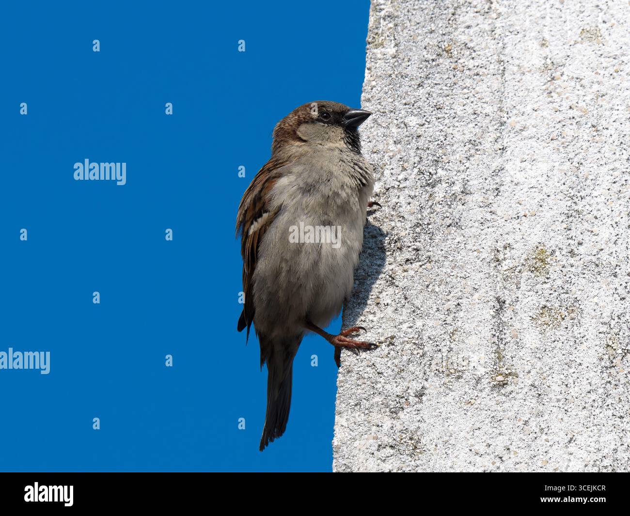 Die Stadt ​​sparrow sitzt an der Wand eines Hauses Stockfoto