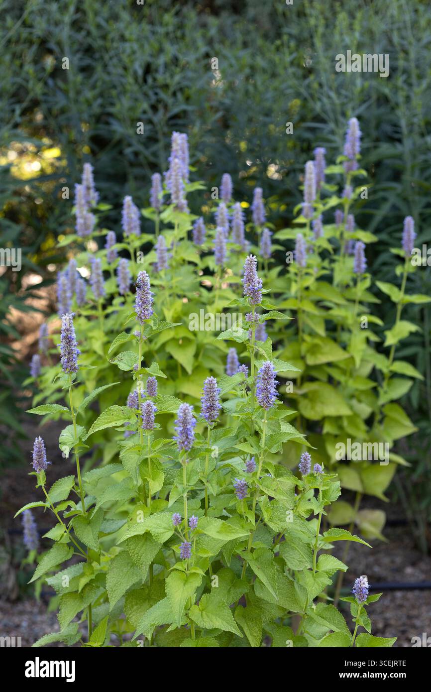 Agastache foeniculum 'Golden jubilee' Anis Ysop. Stockfoto