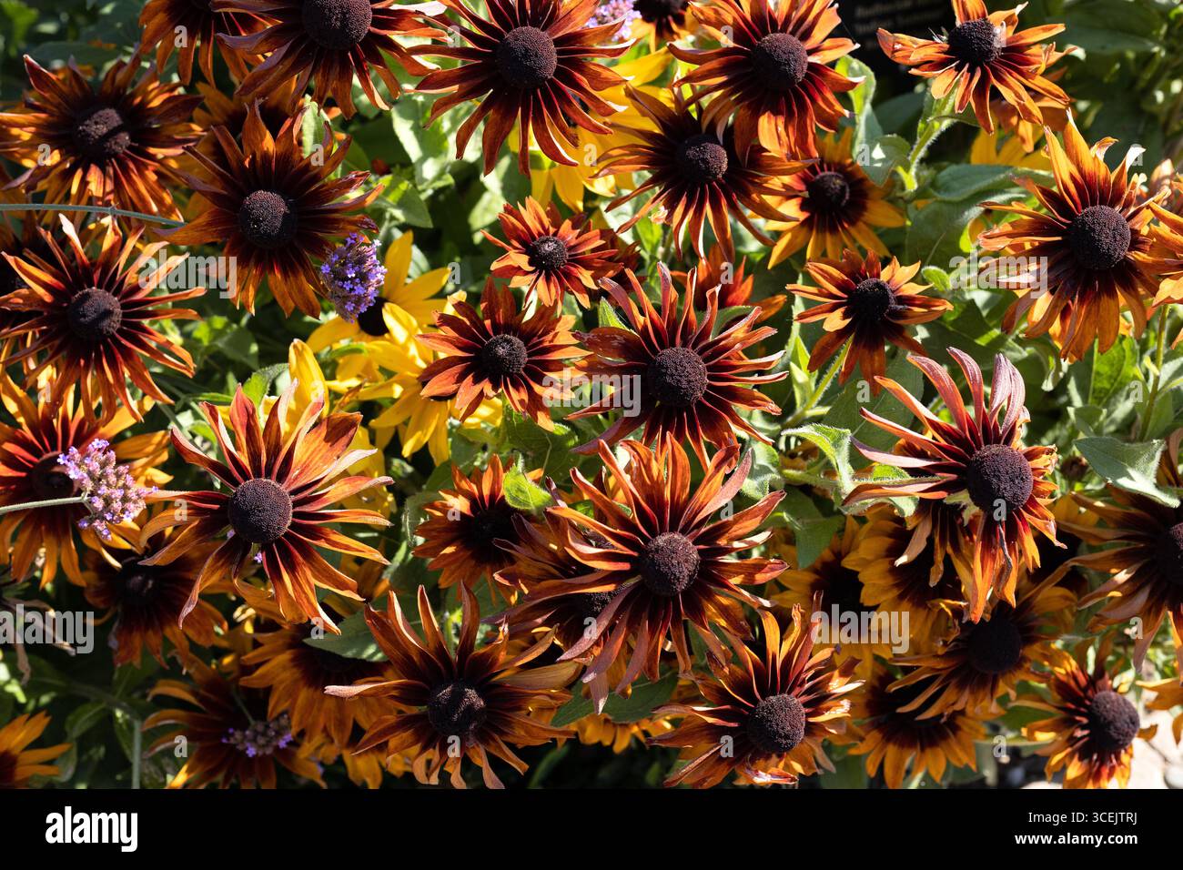 Rudbeckia hirta „Indian Summer“ mit schwarzäugigen susan-Blüten. Stockfoto