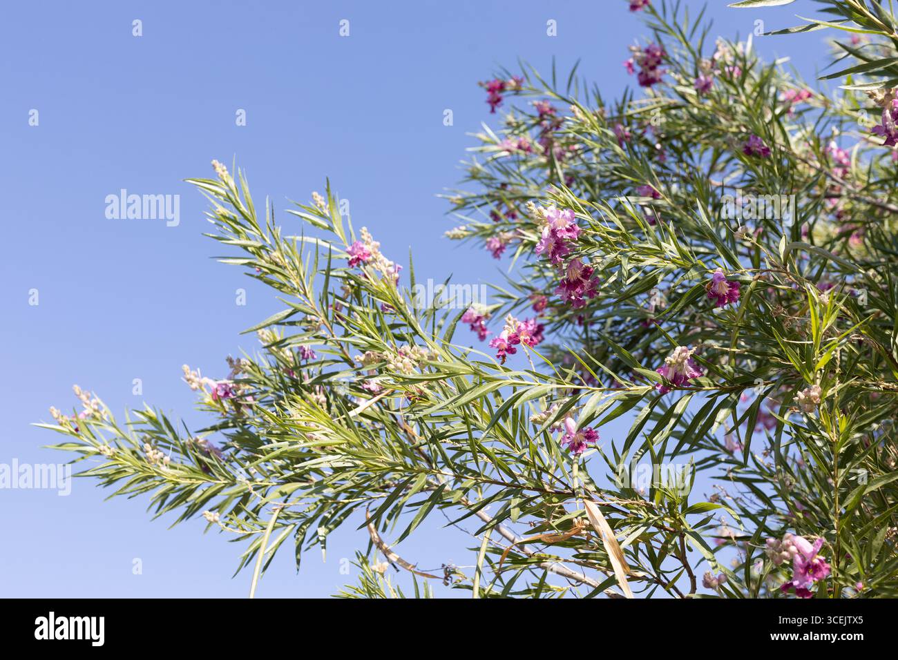 Chilopsis linearis 'Lucretia Hamilton' Wüstenweide. Stockfoto