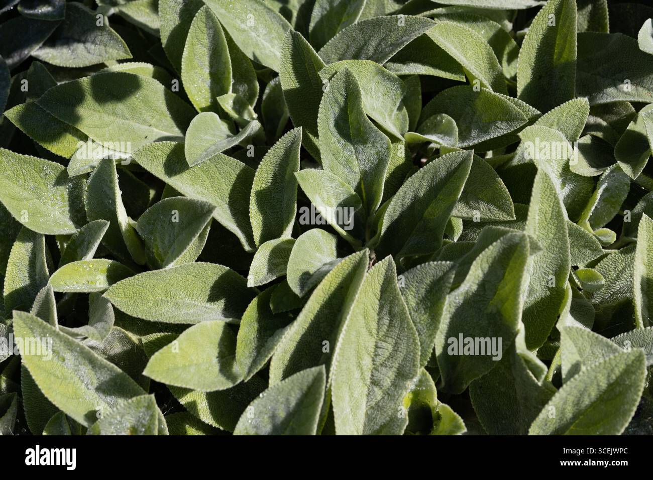 Stachys byzantina „große Ohren“ Gräfin Helen von Stein Lammohren. Stockfoto