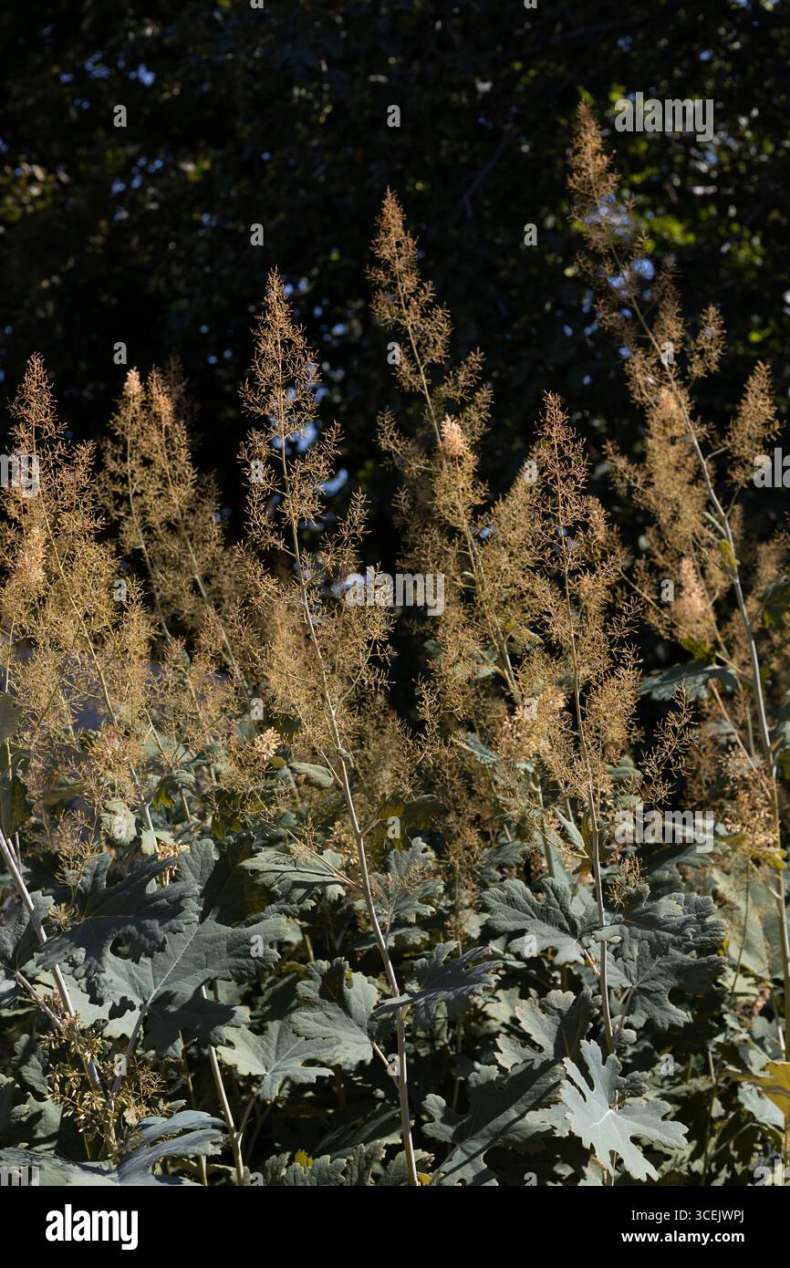 Macleaya Cordata - Federmohn. Stockfoto