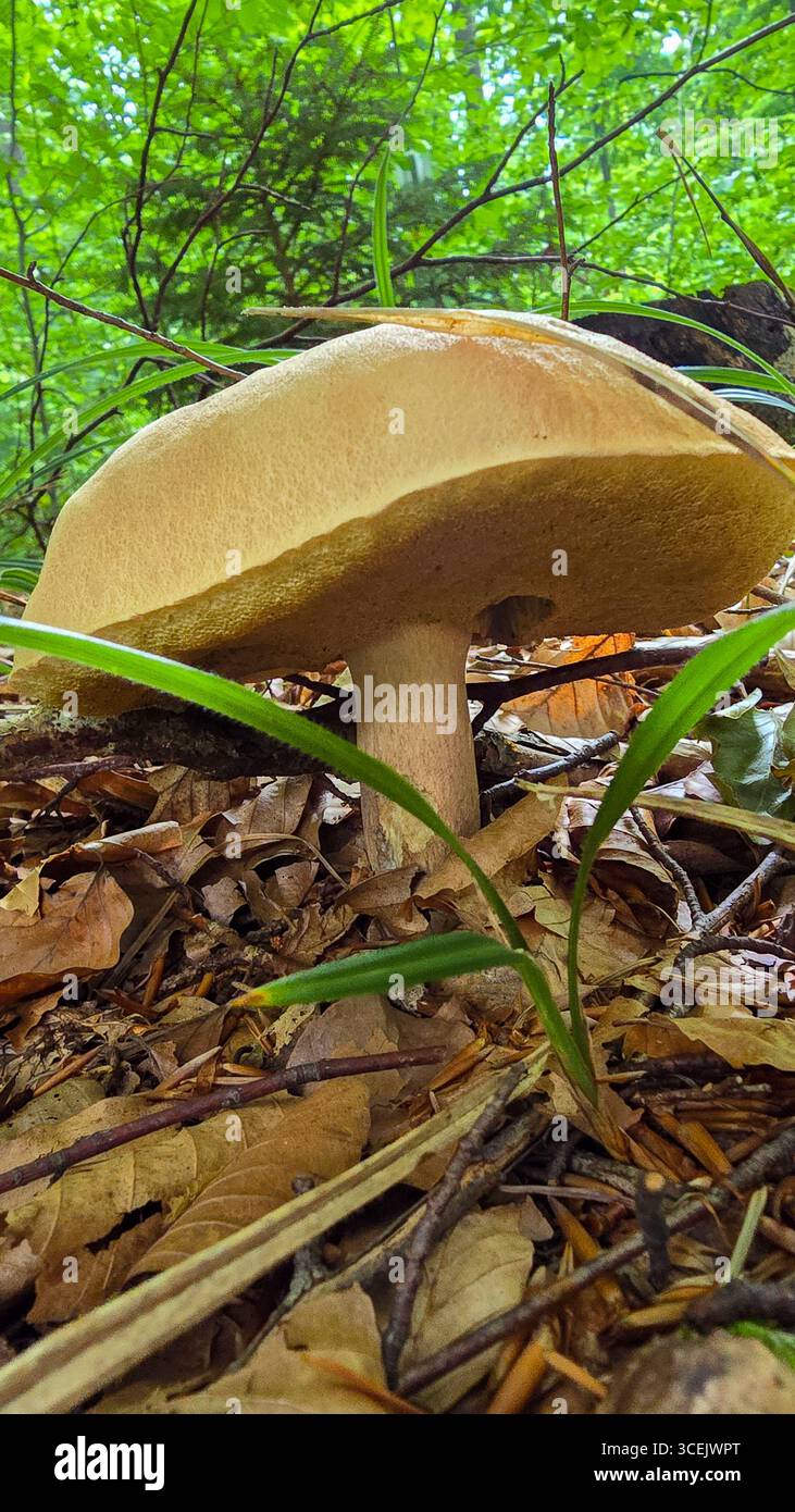 Ein großer Speisepilz Suillus bovinus, auch bekannt als Jersey-Kuhpilz oder Rinderbolete, wächst im Wald inmitten von Gras und d Stockfoto