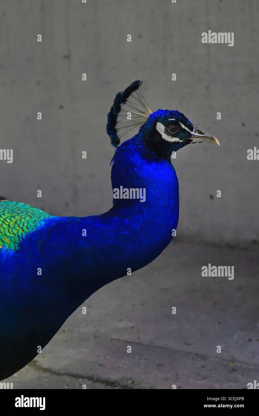 Pfauen sind so bunt! Stockfoto