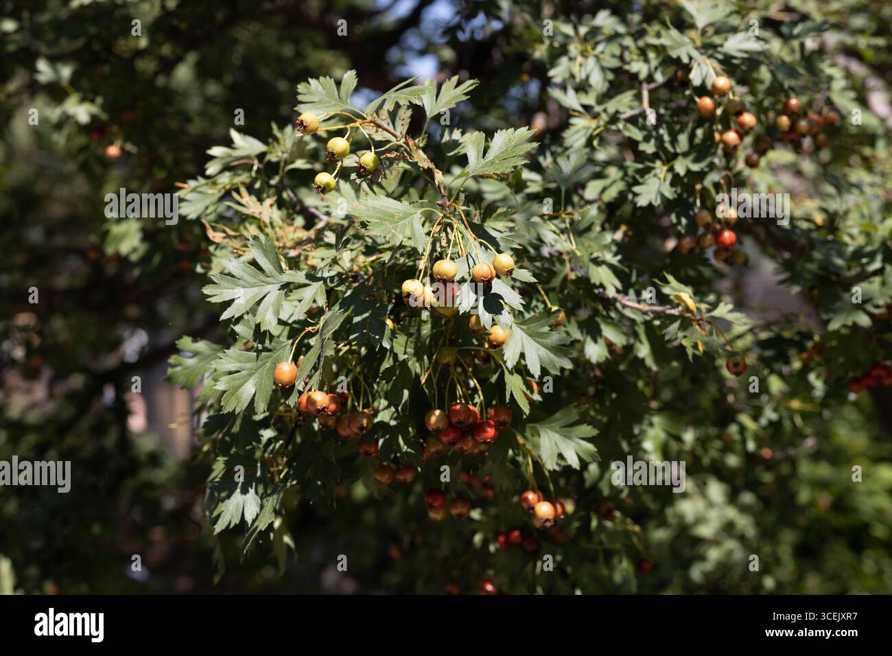 Crataegus ambigua - russischer Weißdornbaum. Stockfoto