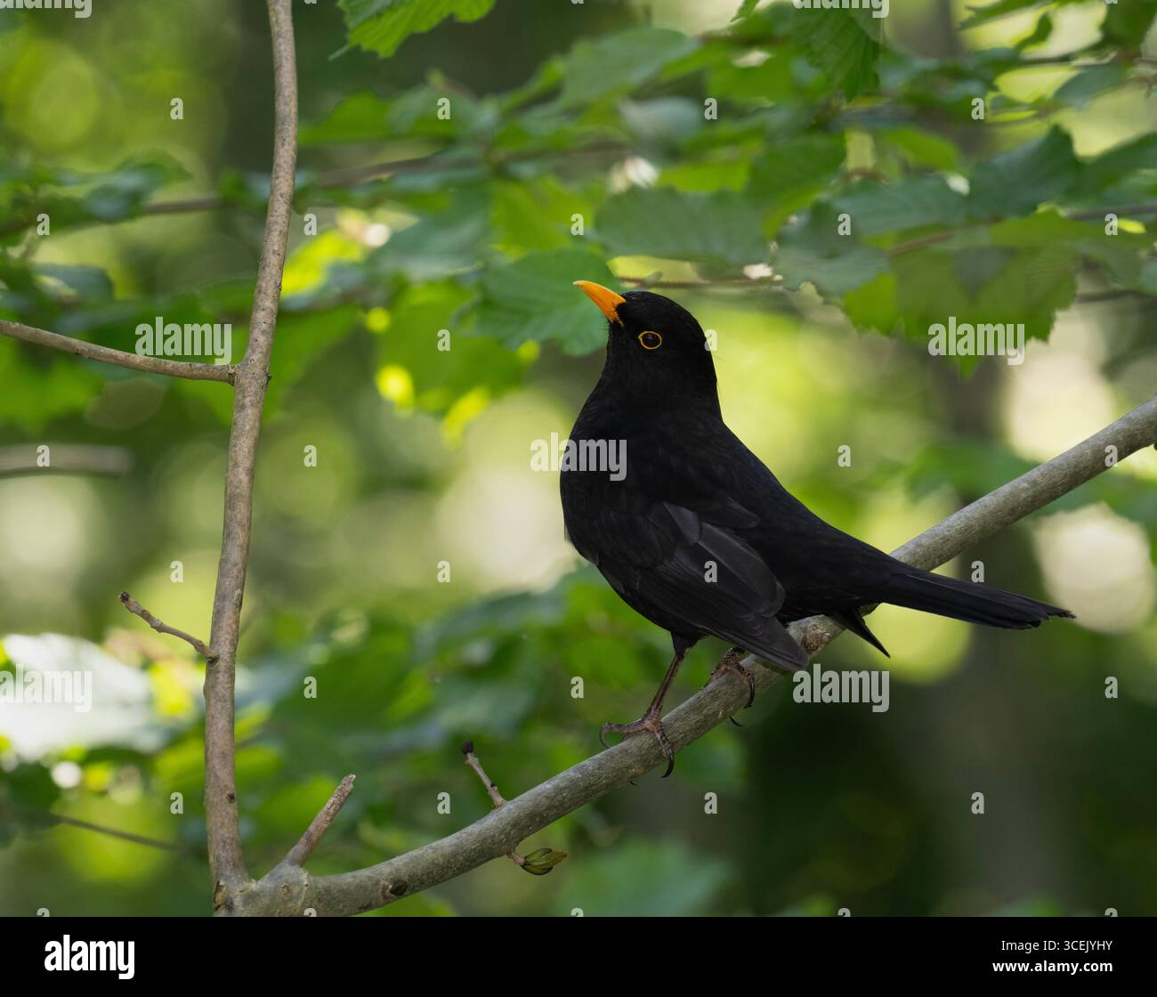 Männlicher Schwarzvogel, Turdus Merula, territoriales Verhalten, Queen's Park, London, Vereinigtes Königreich Stockfoto