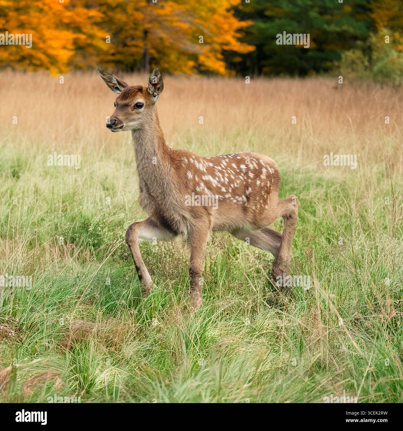 Baby-Damhirsch in Herbstlaub Stockfoto