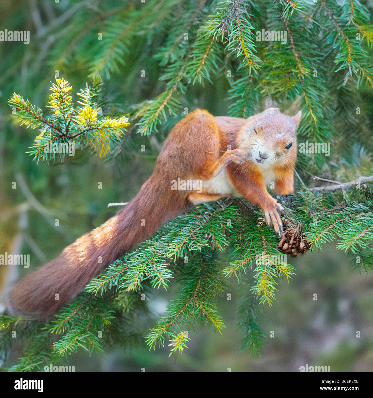 Rotes Eichhörnchen in einer Kiefer Stockfoto