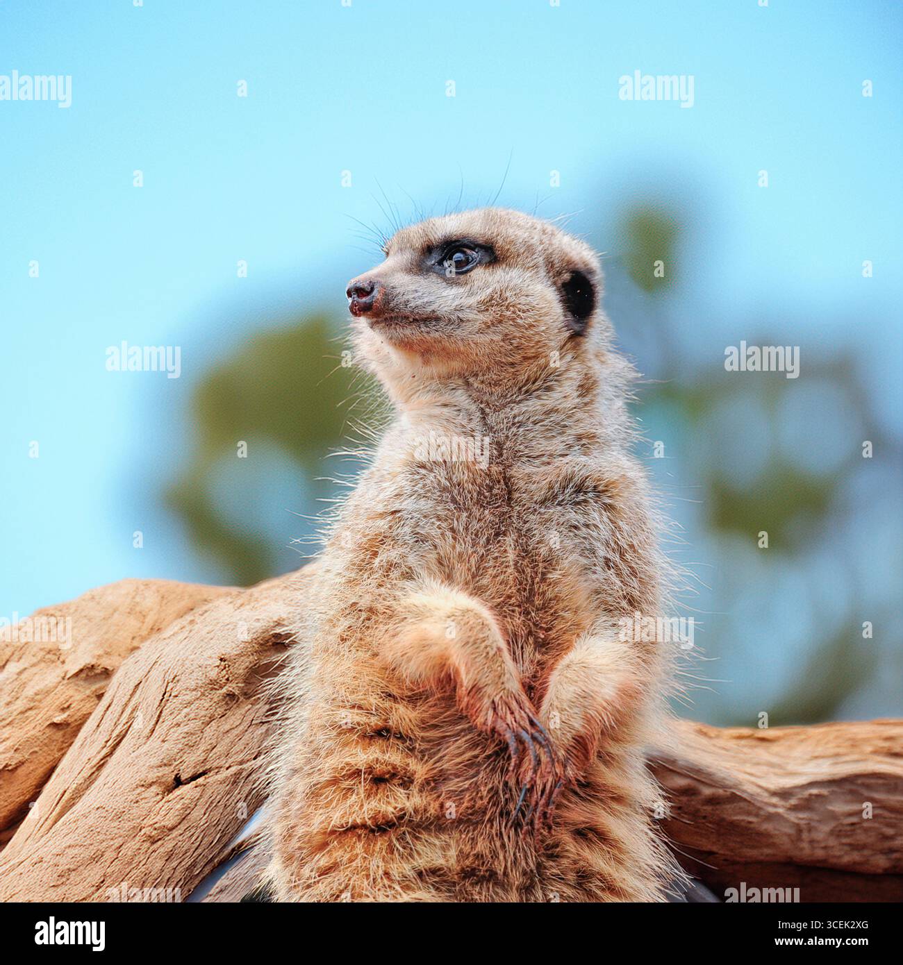 Erdmännchen Stockfoto