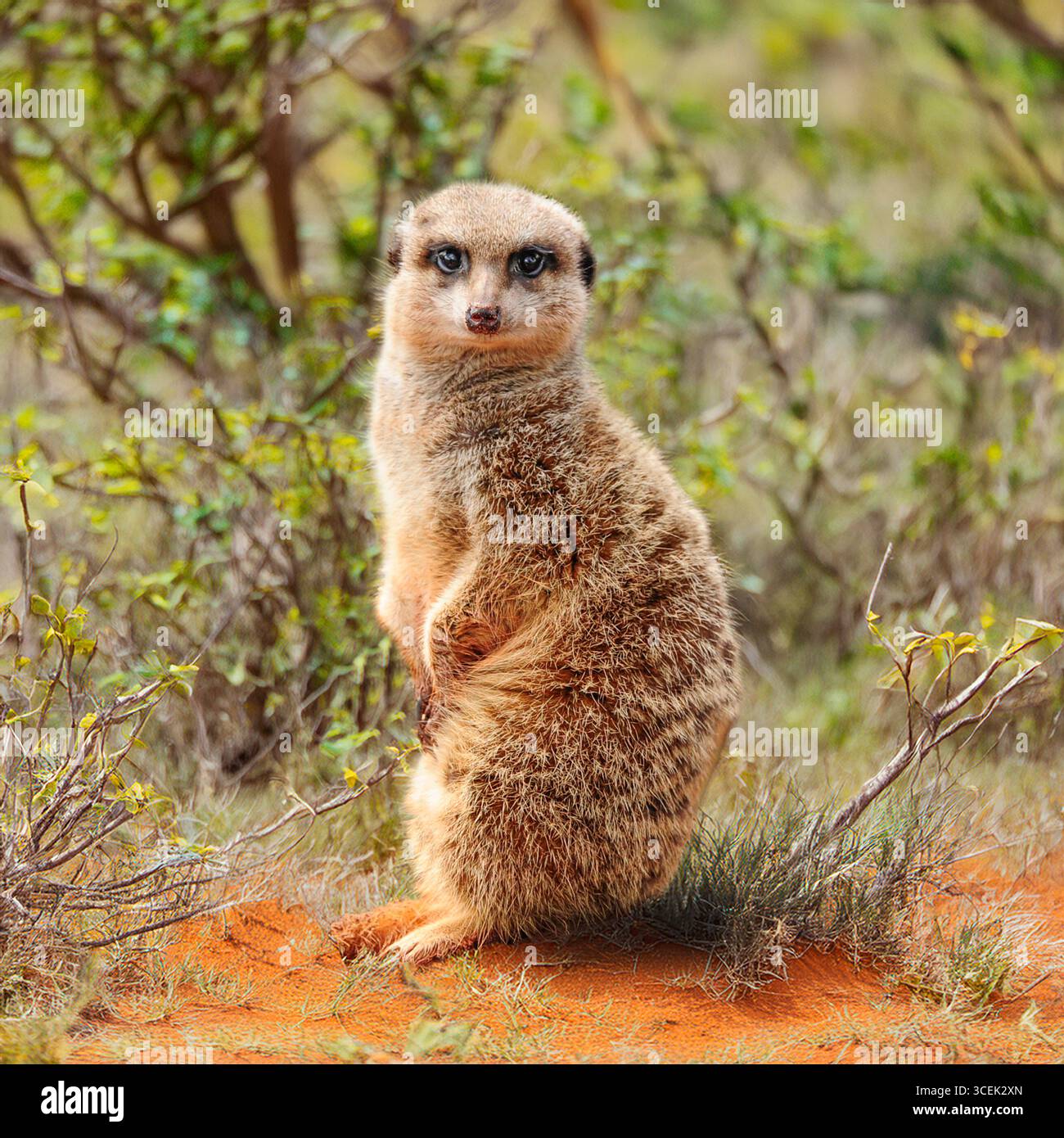 Erdmännchen Stockfoto