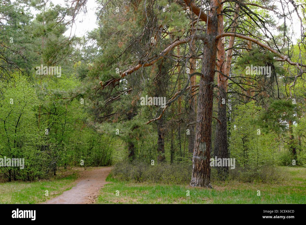 Eine verzweigte Kiefer steht neben einem Pfad in einem grünen Wald Stockfoto