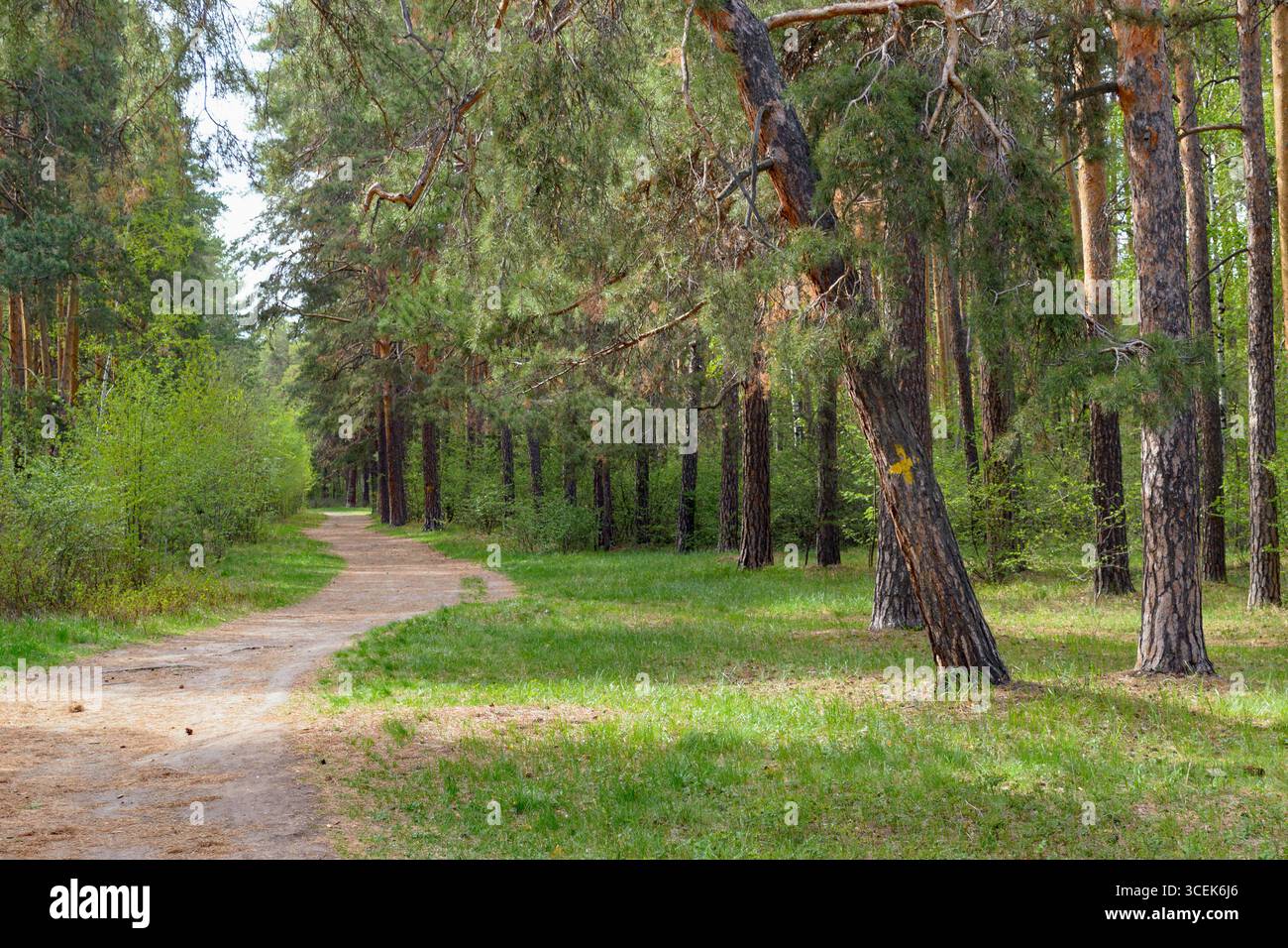 Der Waldweg führt unter einer schrägen Kiefer in einem malerischen Wald vorbei Stockfoto