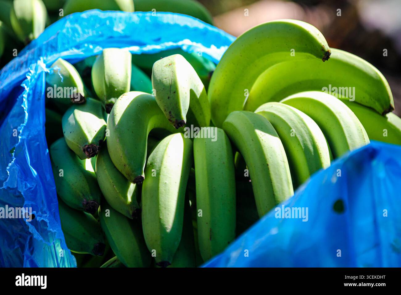 Frisch geerntete grüne Bananen werden in einer leuchtend blauen Plastiktüte auf einem lokalen Markt in Soufrière, Saint Lucia, ausgestellt Stockfoto