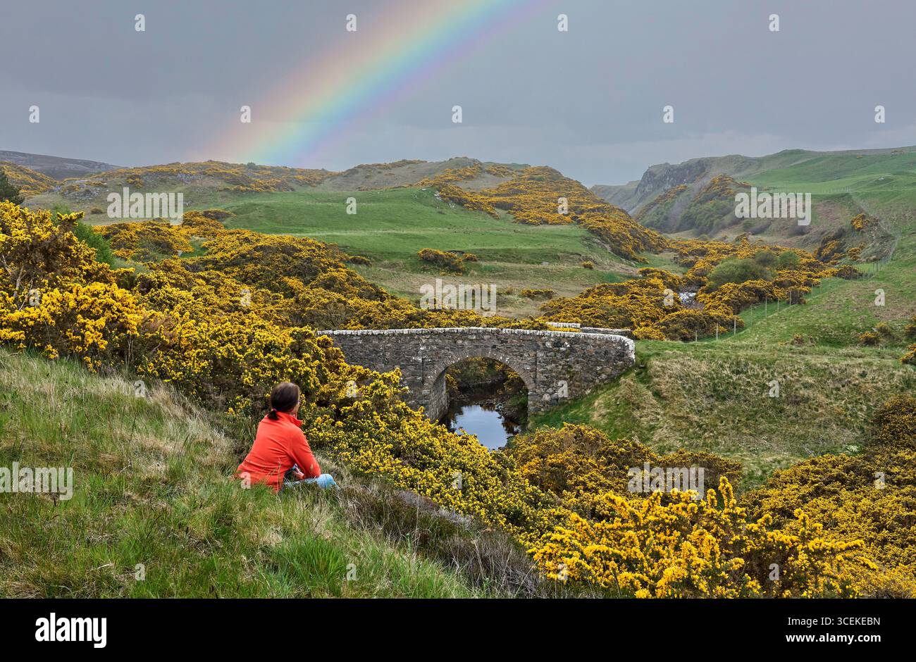 Landschaft mit blühendem Ginster in den Highlands von Nordschottland, Großbritannien Stockfoto