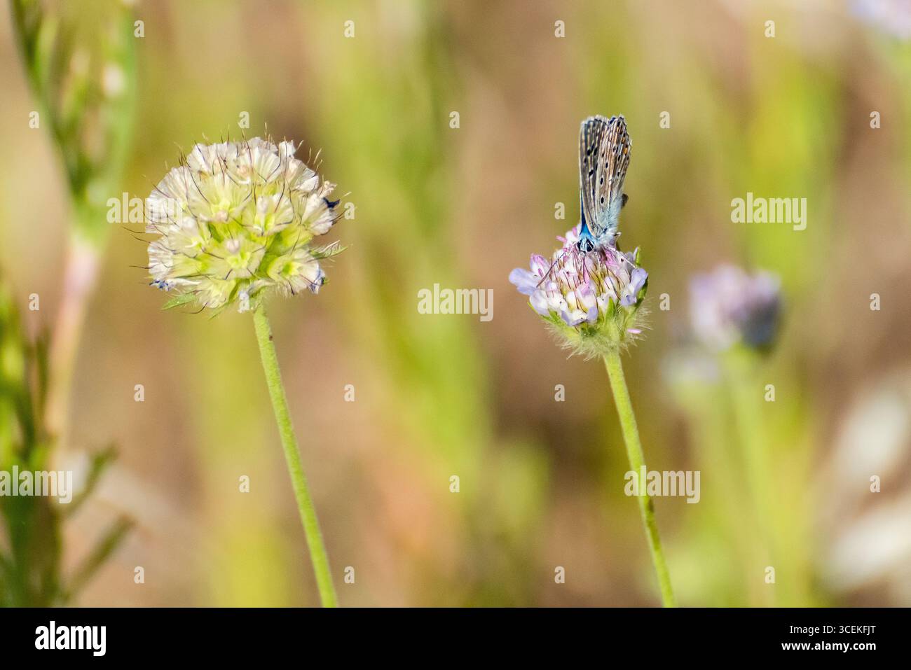 Ein Schmetterling thront auf einer lebendigen Blume, umgeben von üppigem Grün unter einem klaren blauen Himmel. Stockfoto