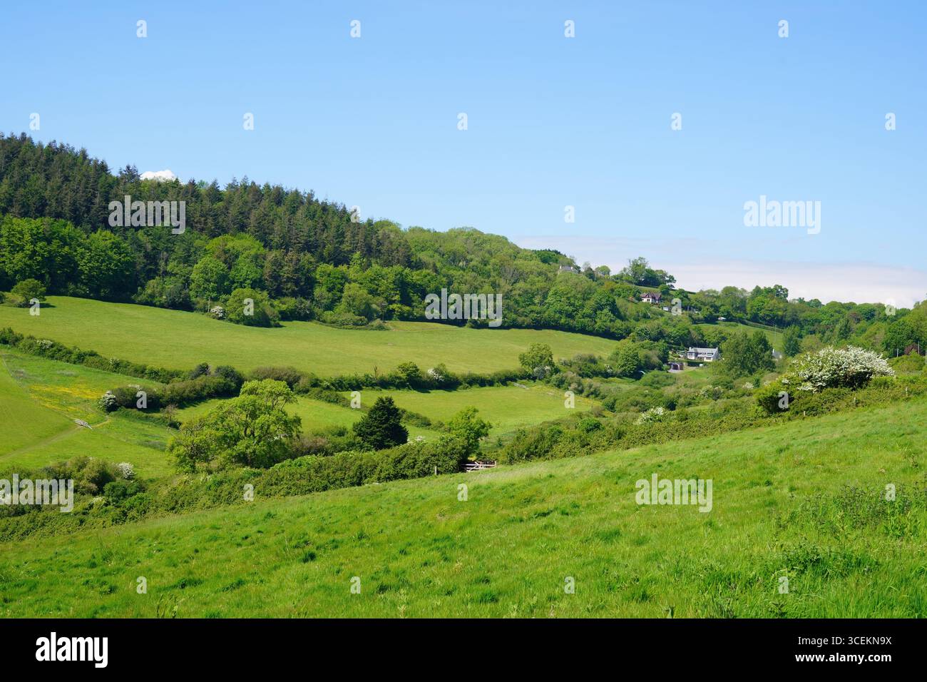 South Combe, Jurassic Coast, Devon, England, Großbritannien im Frühjahr Stockfoto