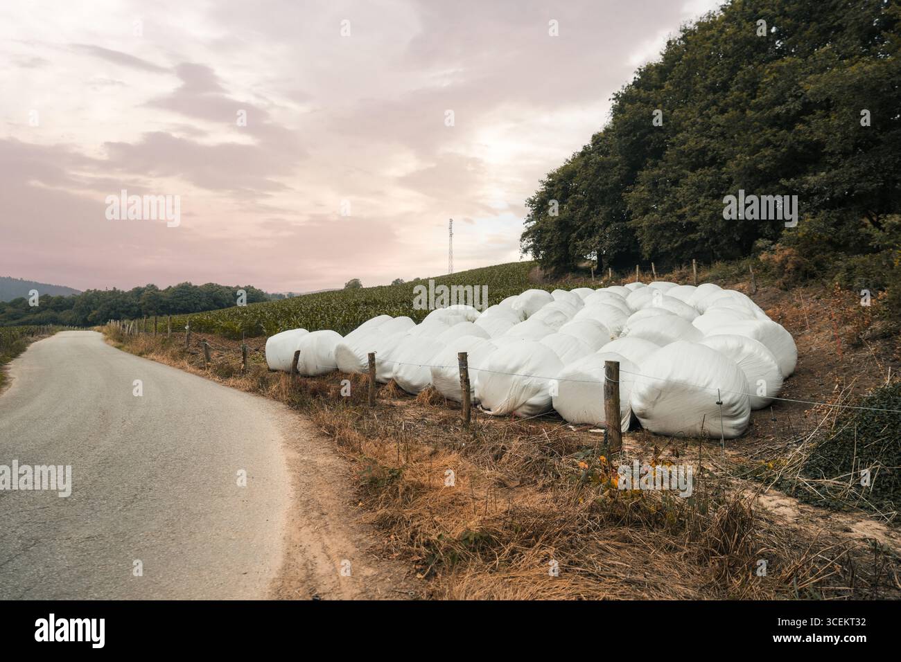 Eine große Gruppe weißer, mit Plastik umwickelter Heuballen, die entlang der ländlichen Herbststraße in der Nähe von Ackerland und Wald unter weichem rosa Abendhimmel in friedlicher Umgebung gestapelt sind Stockfoto