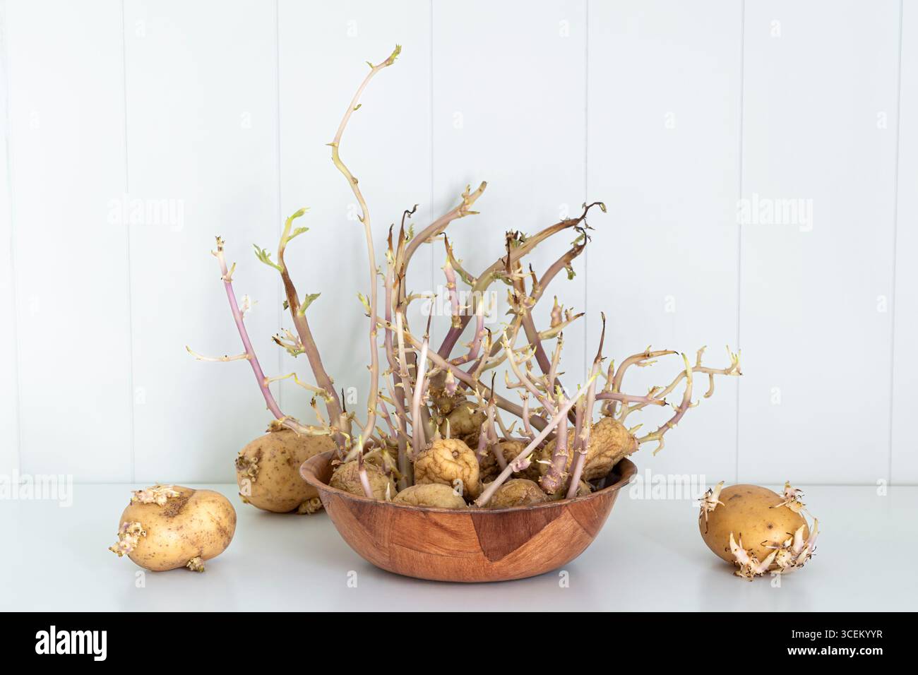 Keimkartoffeln in Holzschüssel auf der weißen Küchentheke – altes Gemüse mit langen Triebe Stockfoto