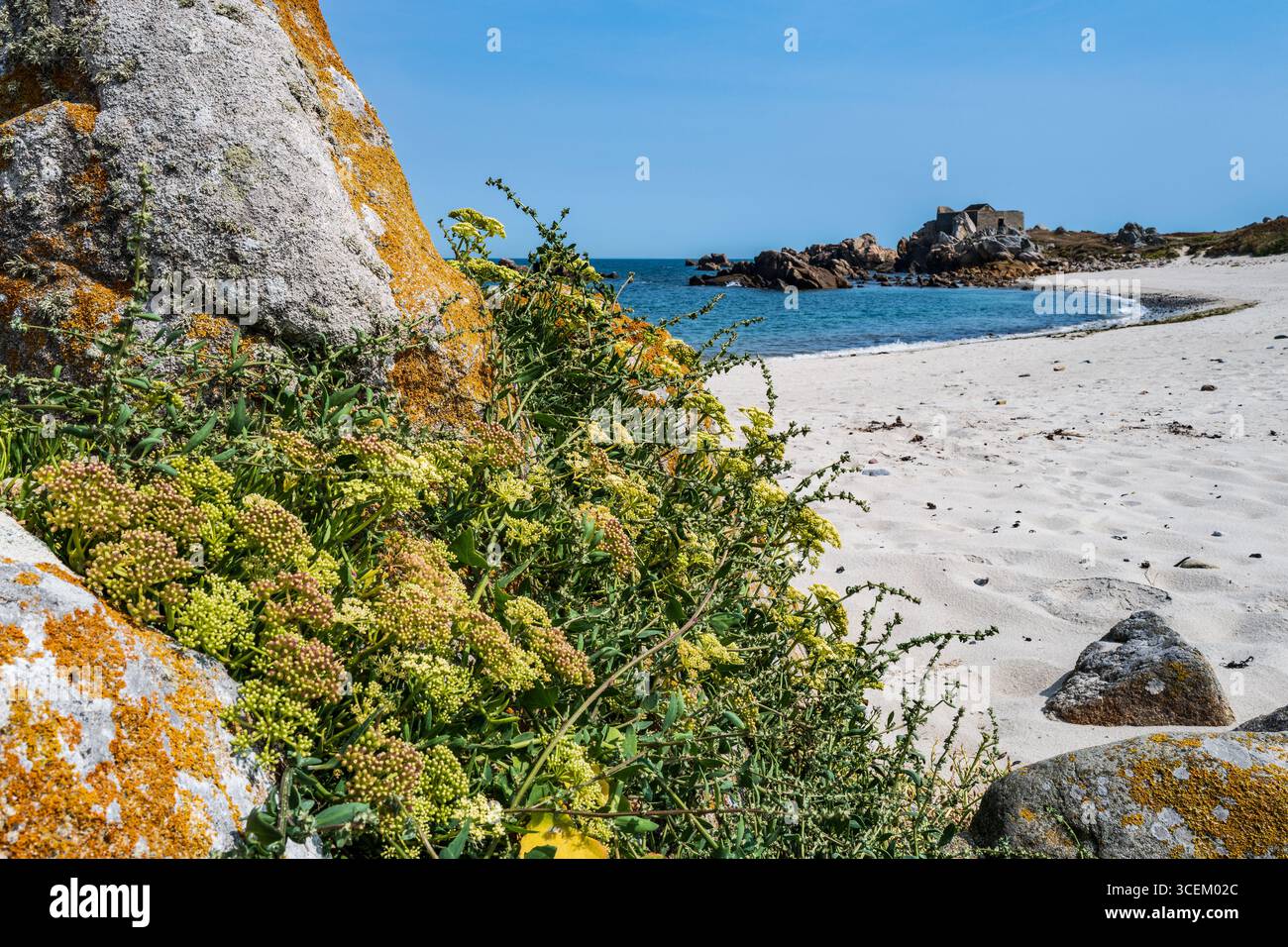 Blick über einen Sandstrand mit Wildblumen im Vordergrund, Blick auf Fort Pembroke. Chouet, Guernsey, Kanalinseln, Großbritannien Stockfoto