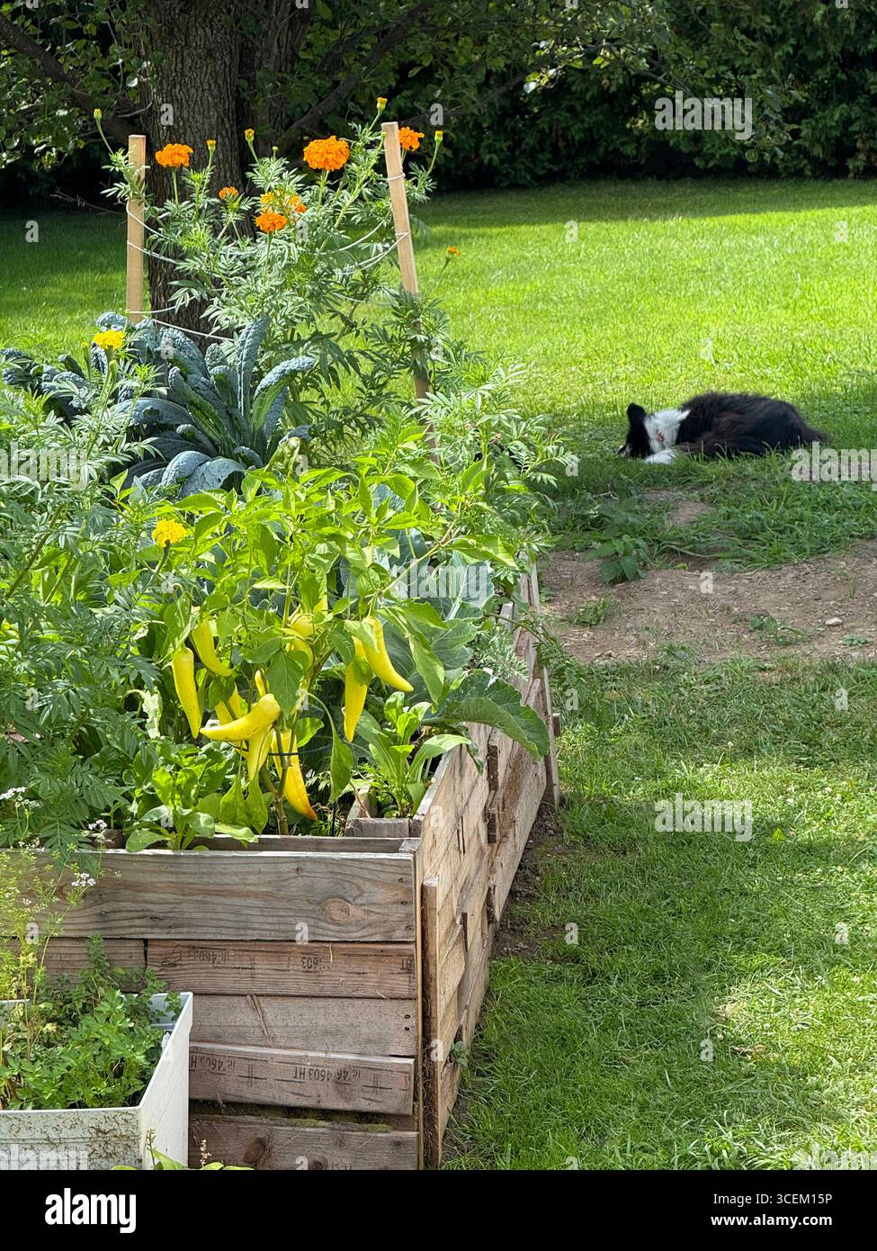 Ein Hochbettgarten aus freien Paletten mit einem Hund, der im Hintergrund schläft. Stockfoto