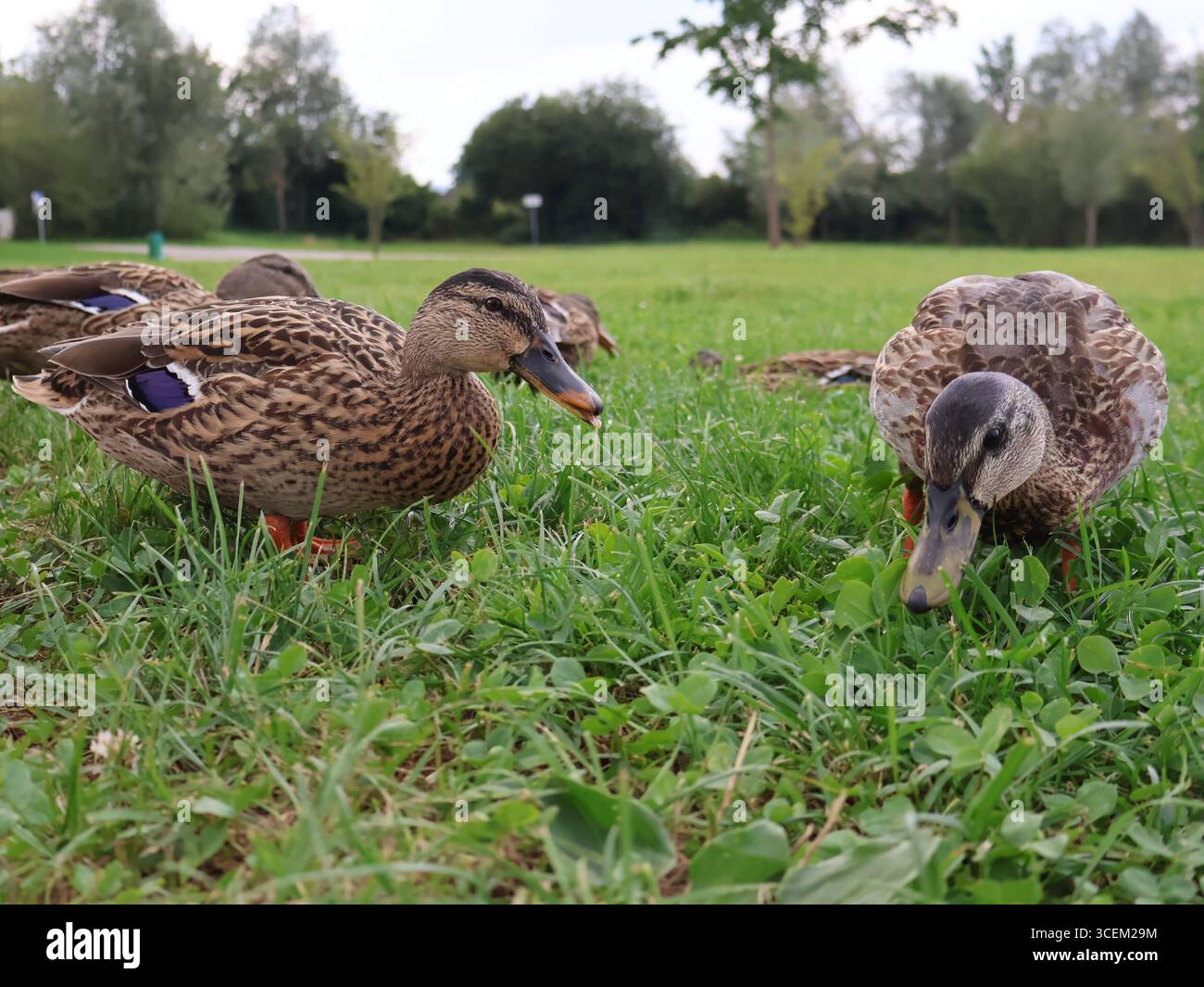 Nahaufnahme einer wilden Stockenten mit detailliertem Gefieder, hellgrünem Kopf und gelbem Schnabel, die auf frischem Gras in einem natürlichen Lebensraum im Freien steht Stockfoto