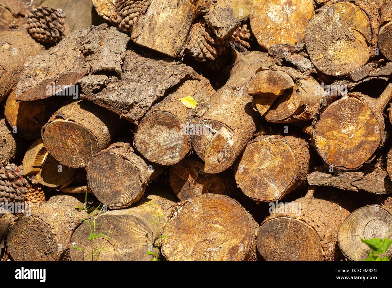 Stapel von Baumstämmen im Wald mit Blick auf die abgeschnittenen Enden Stockfoto