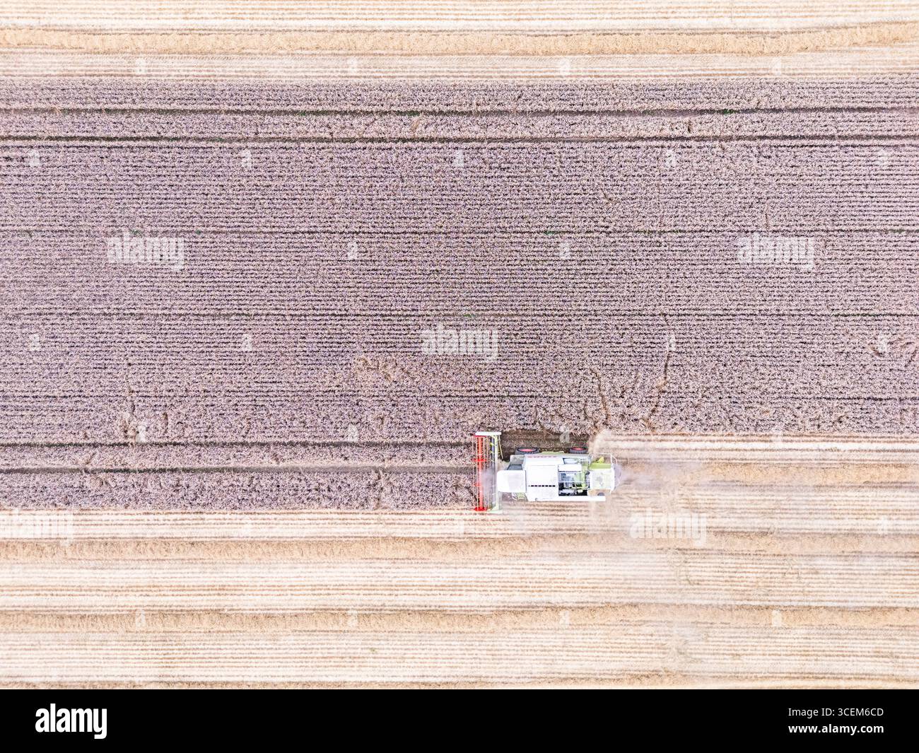 Blick auf einen Mähdrescher, der am 6. August 2025 außerhalb von Watton im Herzen von Norfolk ein Weizenfeld zerschnitten hat. Stockfoto