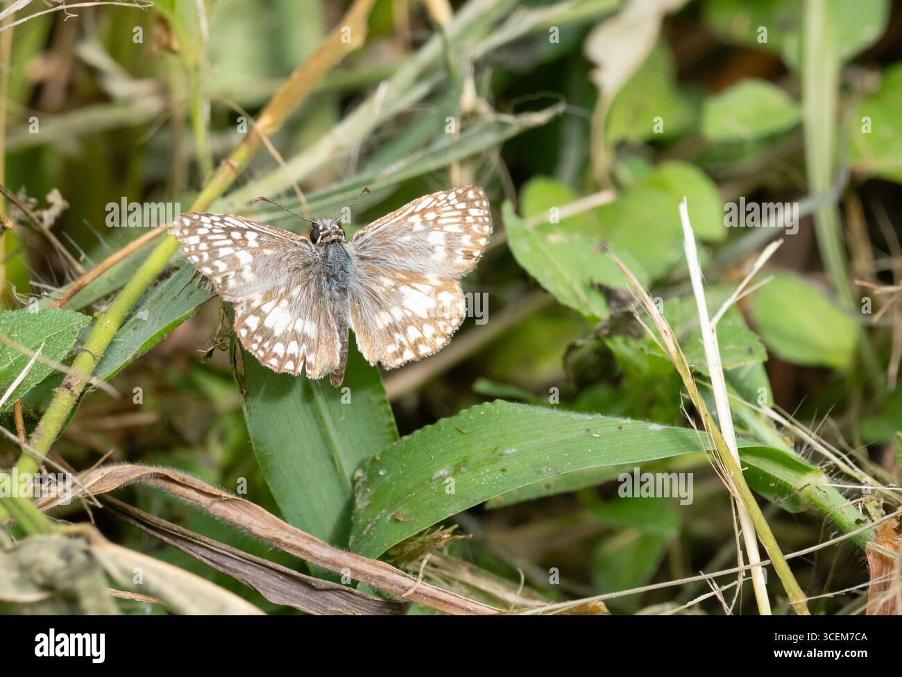 Nahaufnahme eines gemeinsamen karierten Skipper Schmetterlings, der auf einem Blatt sitzt und von oben an einem sonnigen Tag fotografiert wurde. Fotografiert in Texas. Stockfoto