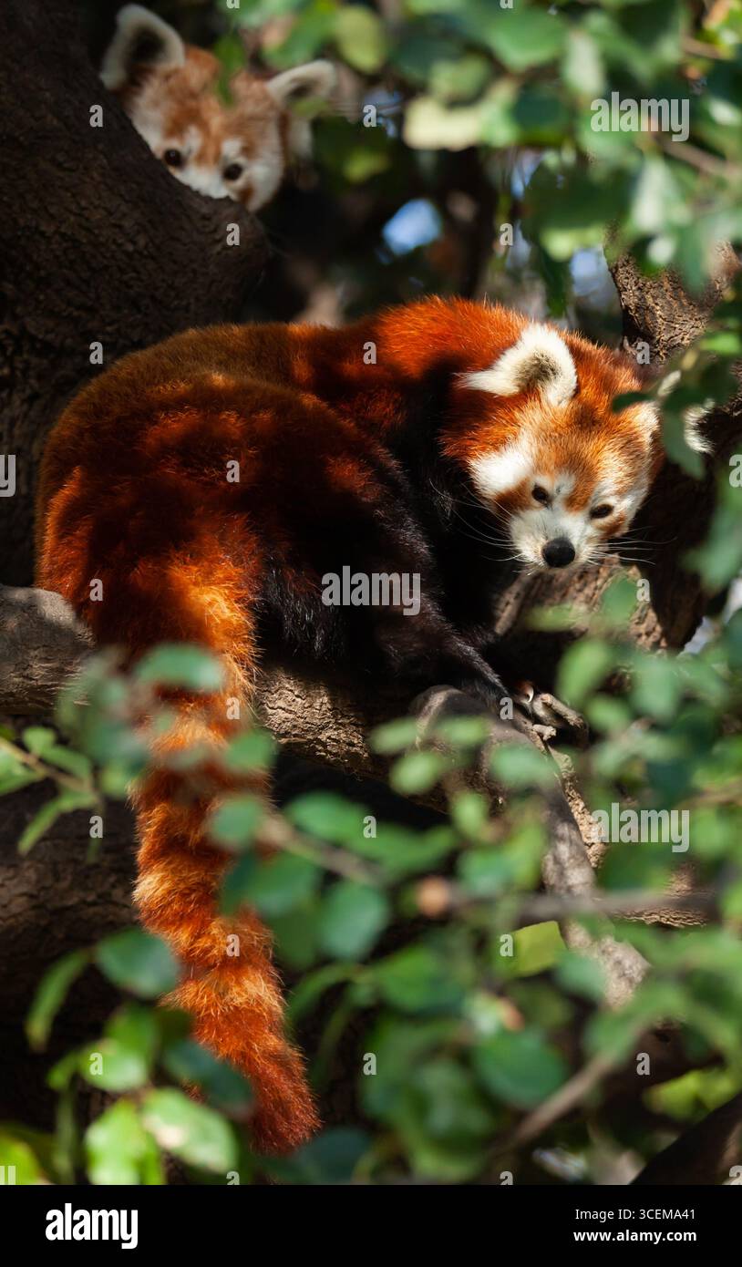 Roter Panda-Kletterbaum Stockfoto