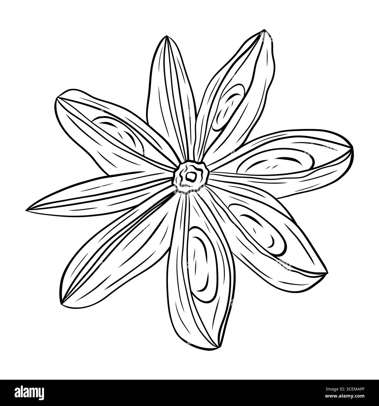 Monochrome botanische duftende Gewürzzeichnung einer Sternanispflanze isoliert auf weißem Hintergrund. Grafischer handgezeichneter Tintenvektor Stock Vektor