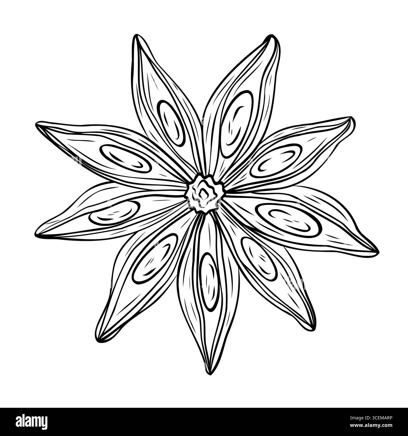 Monochrome botanische duftende Gewürzzeichnung einer Sternanispflanze isoliert auf weißem Hintergrund. Grafischer handgezeichneter Tintenvektor Stock Vektor