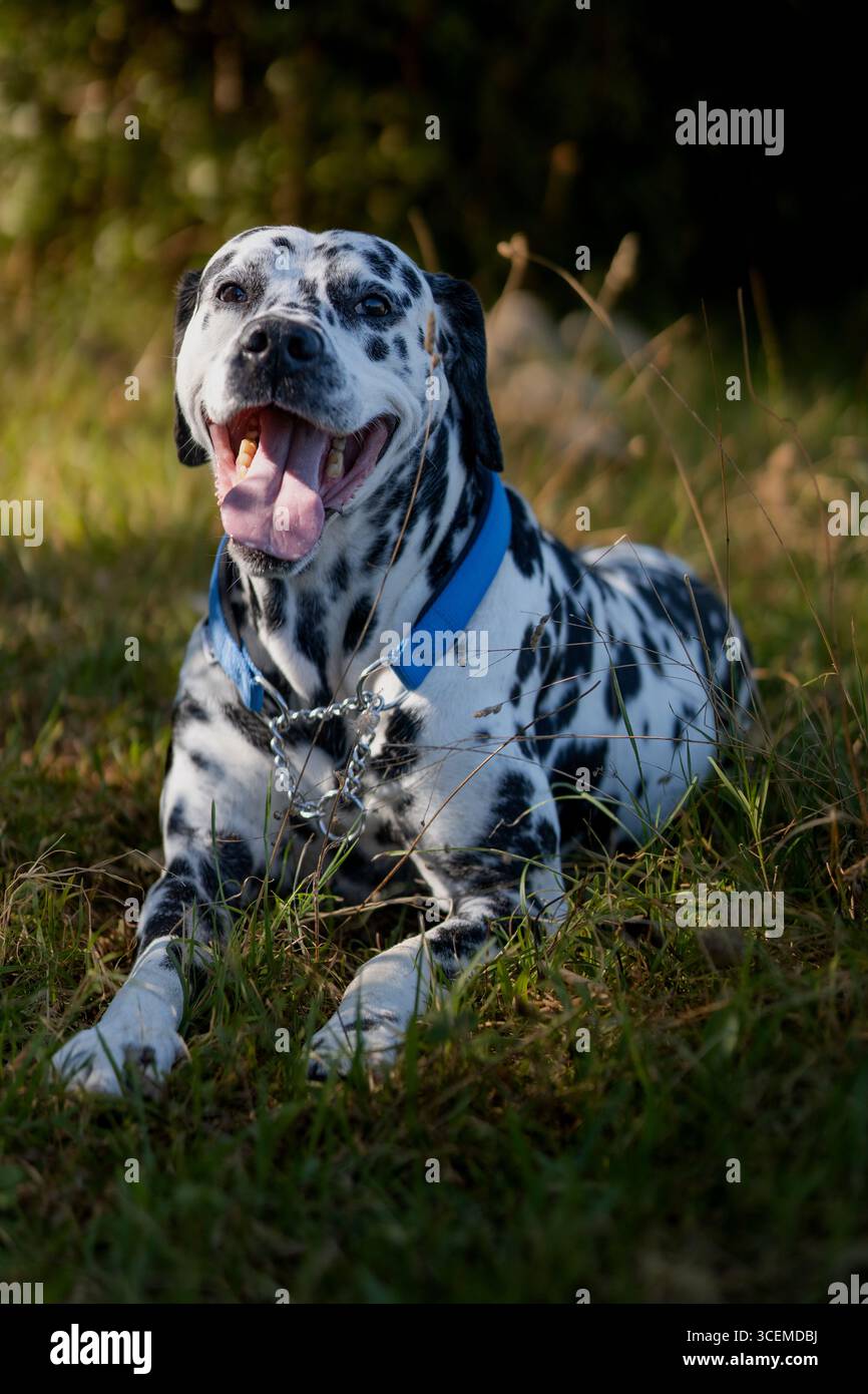 Dalmatinischer Hund sitzt draußen auf grünem Gras Stockfoto