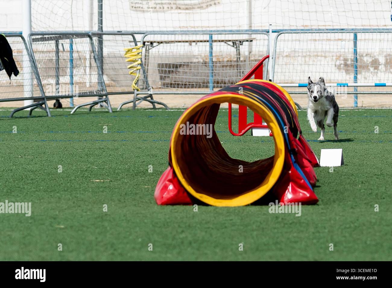 Beim Hundeschwettkampf geht es um das bunten Tunnelhindernis auf grasbewachsenem Feld Stockfoto