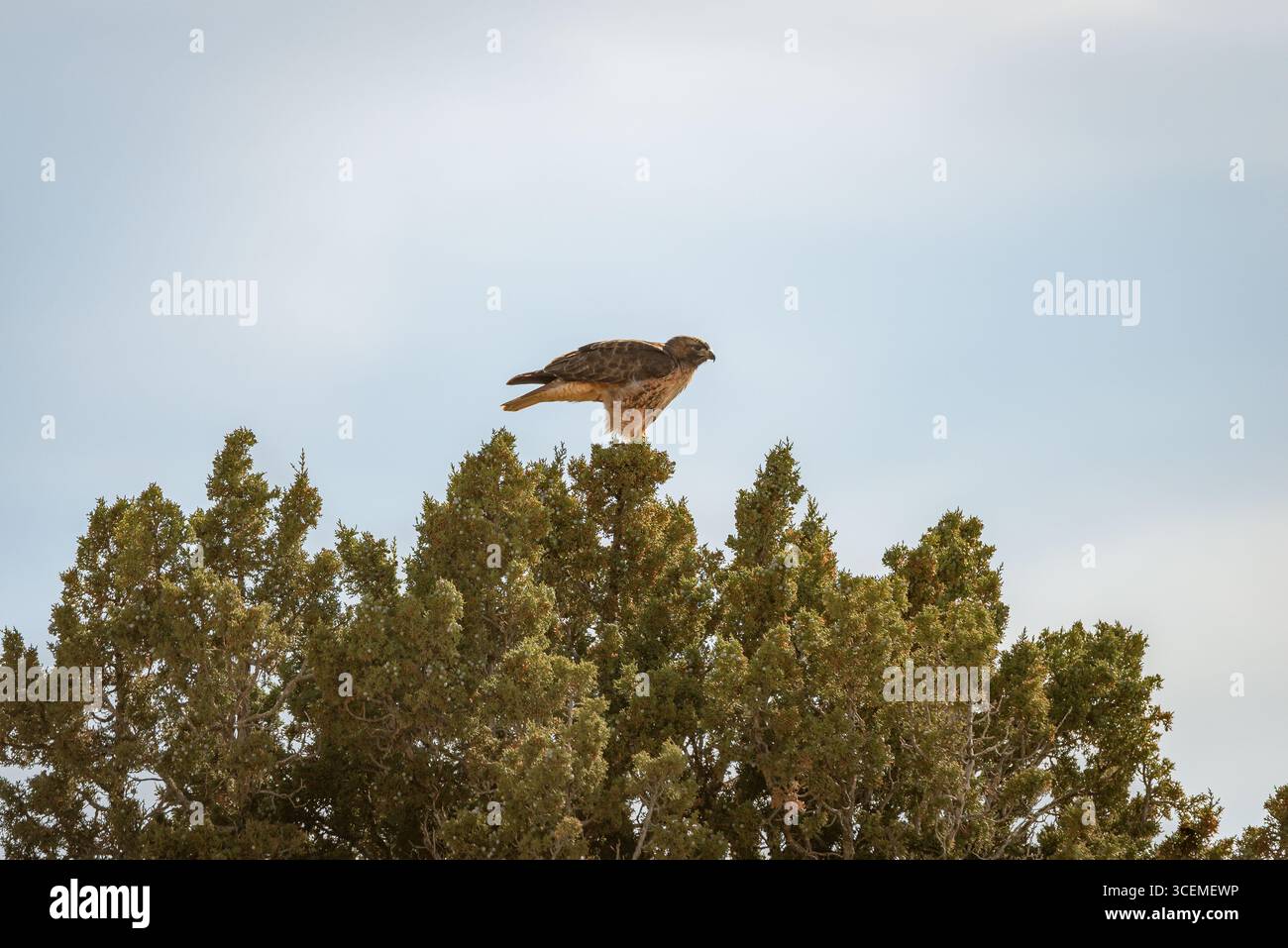 Rotschwanzfalke oder Hühnerfalke auf einem Baumwipfel Stockfoto