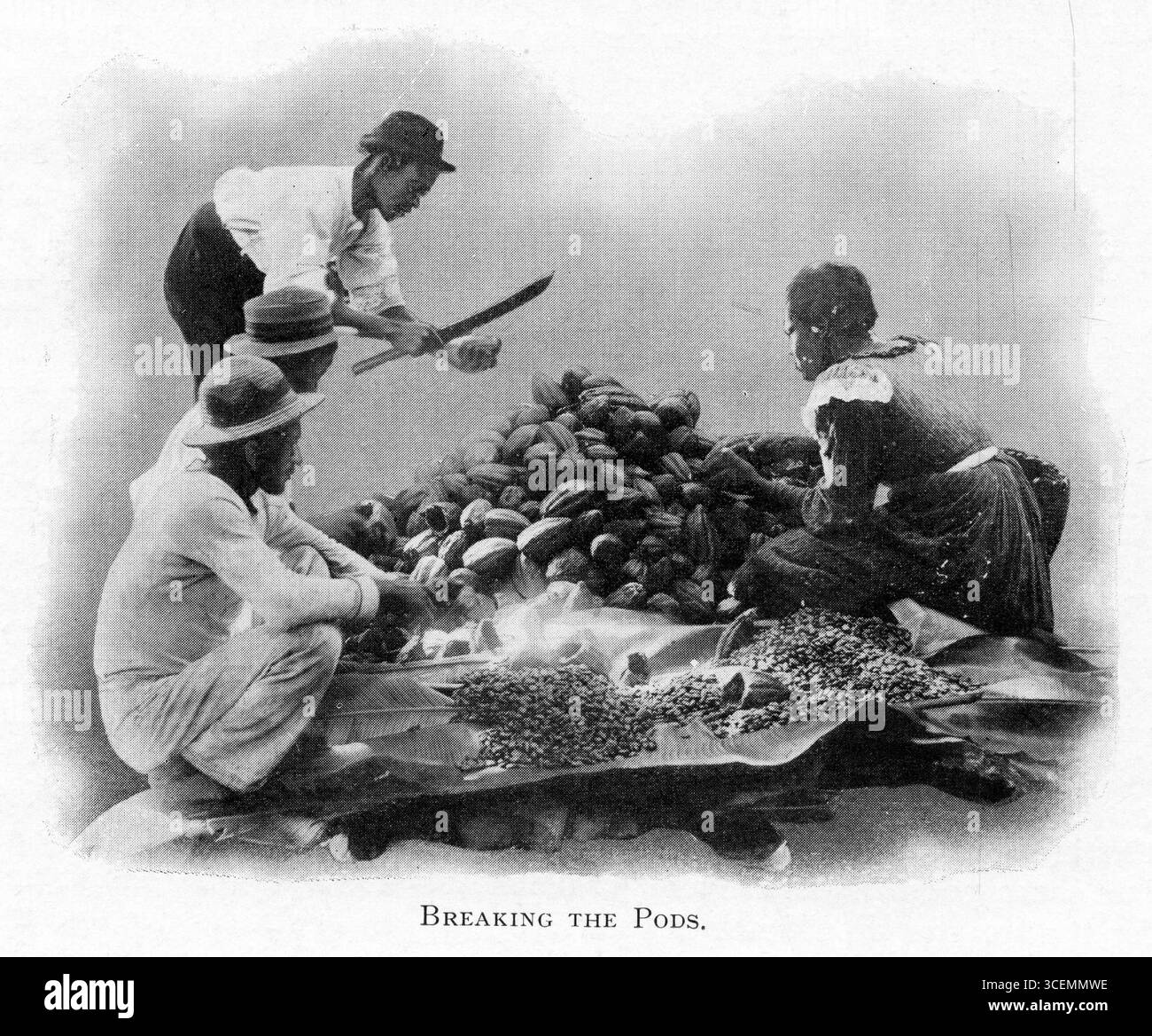 Ein Landwirt bricht seine Kakaoschoten aus dem Buch Trinidad, herausgegeben von T. B. Jackson, veröffentlicht 1904 Stockfoto