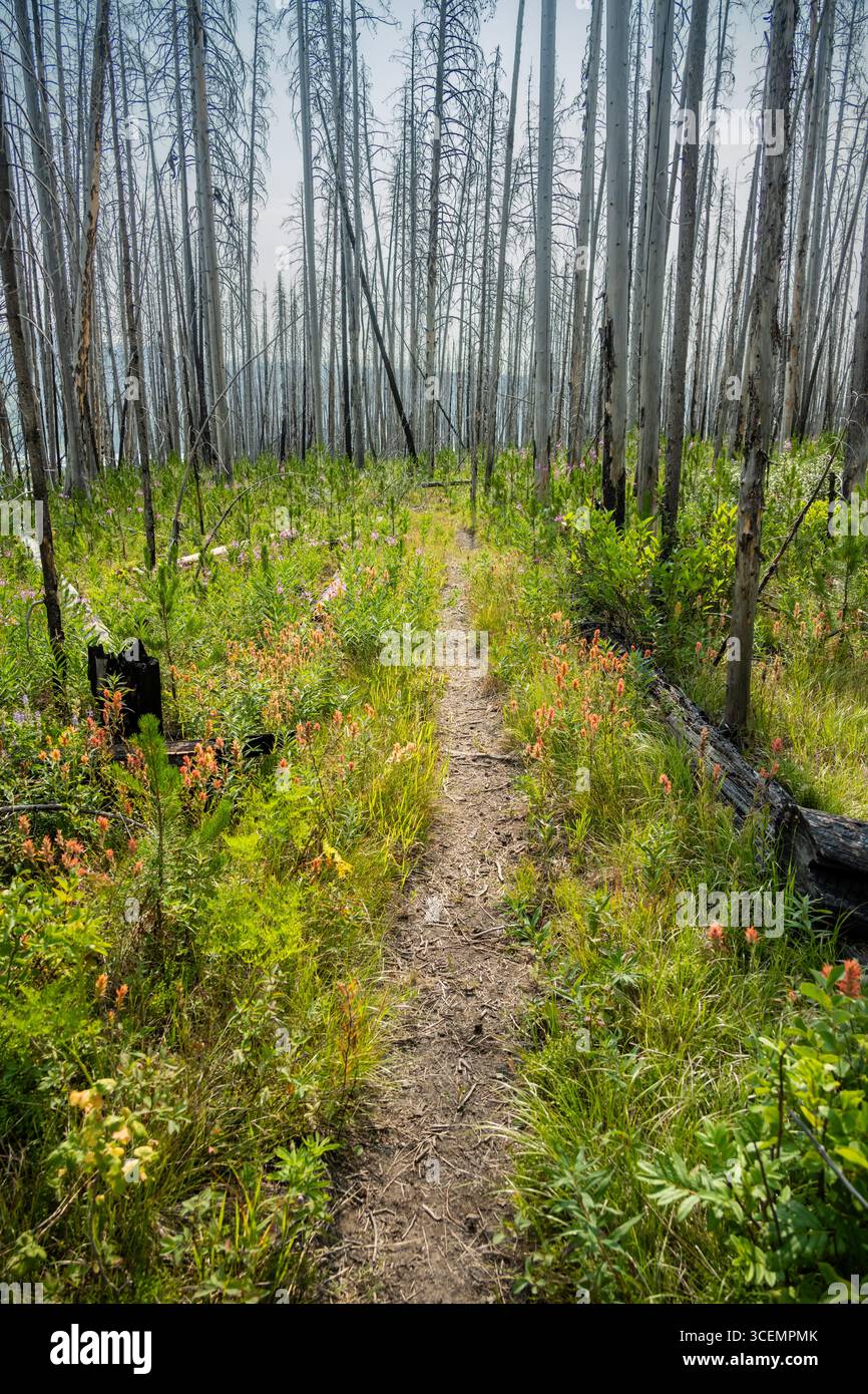 Wildblumen bedecken den Boden Eines Burned Forest im Grand Teton National Park Stockfoto