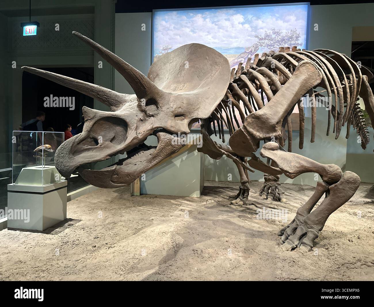 Triceratops Knochen in einem Museum Stockfoto