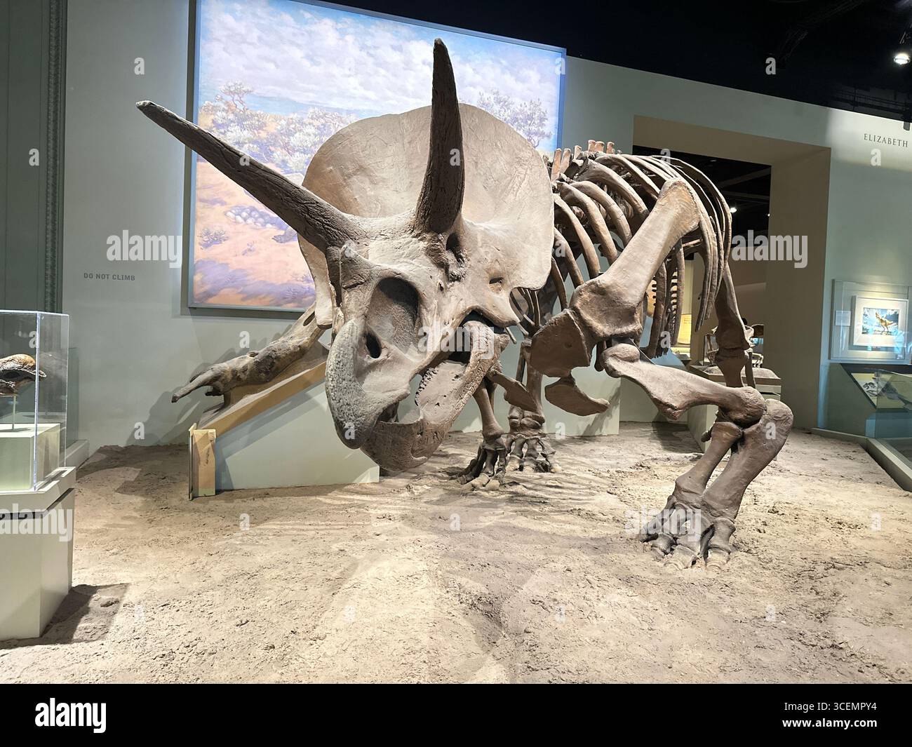 Triceratops Knochen in einem Museum Stockfoto