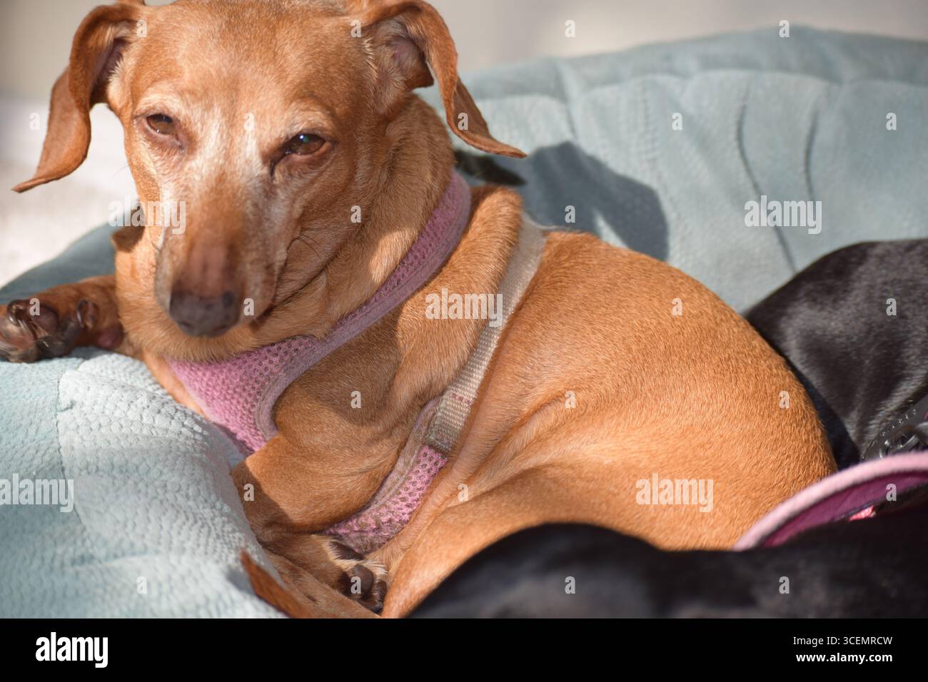 Verschlafener Dachshunds in der Sonne Stockfoto