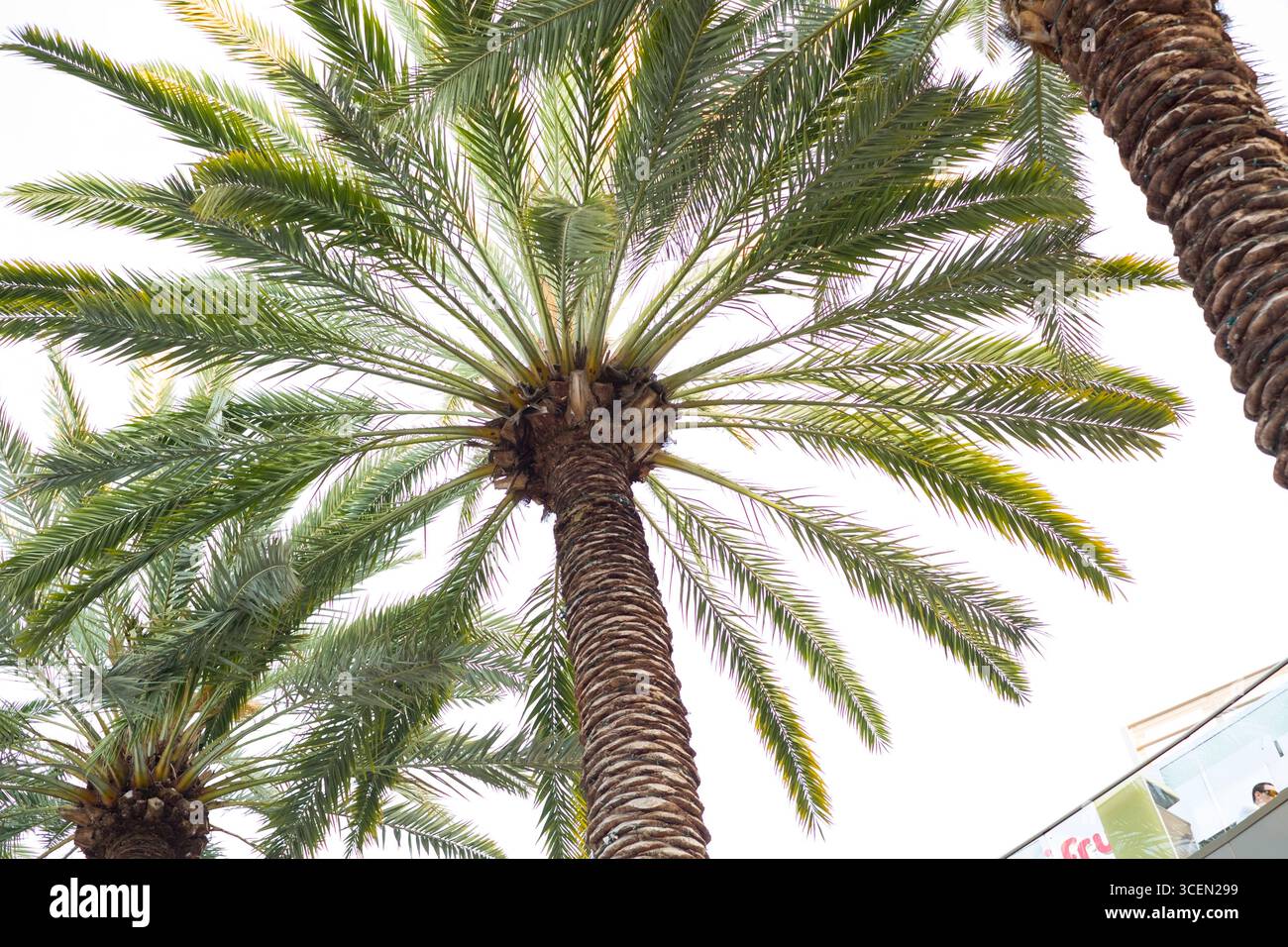 Palme, Einkaufszentrum Santa Monica Place, Santa Monica, Los Angeles, Kalifornien, USA Stockfoto