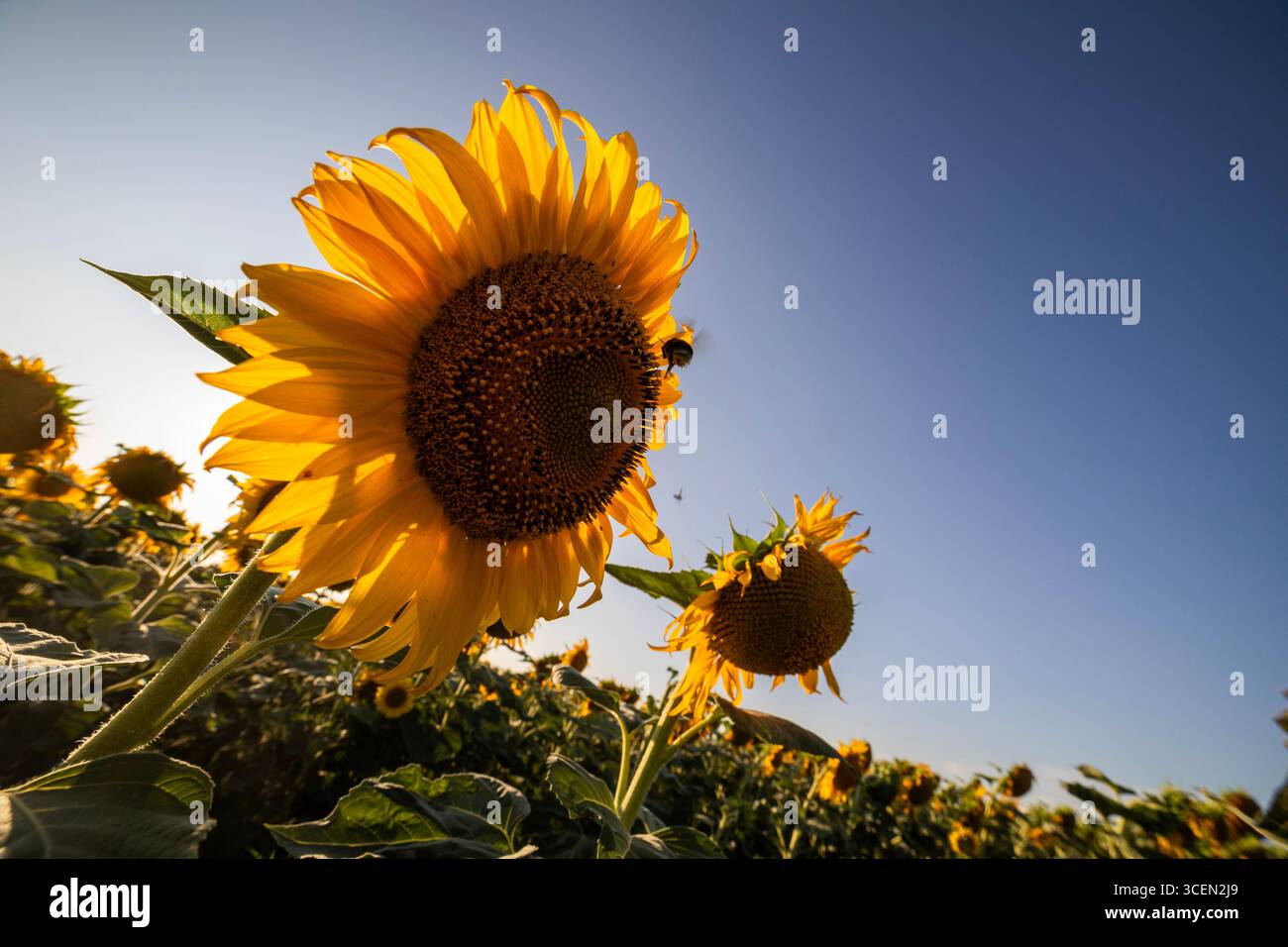 Wunderschönes Komposit eines Sonnenaufgangs über einem Feld goldgelber Sonnenblumen. Stockfoto