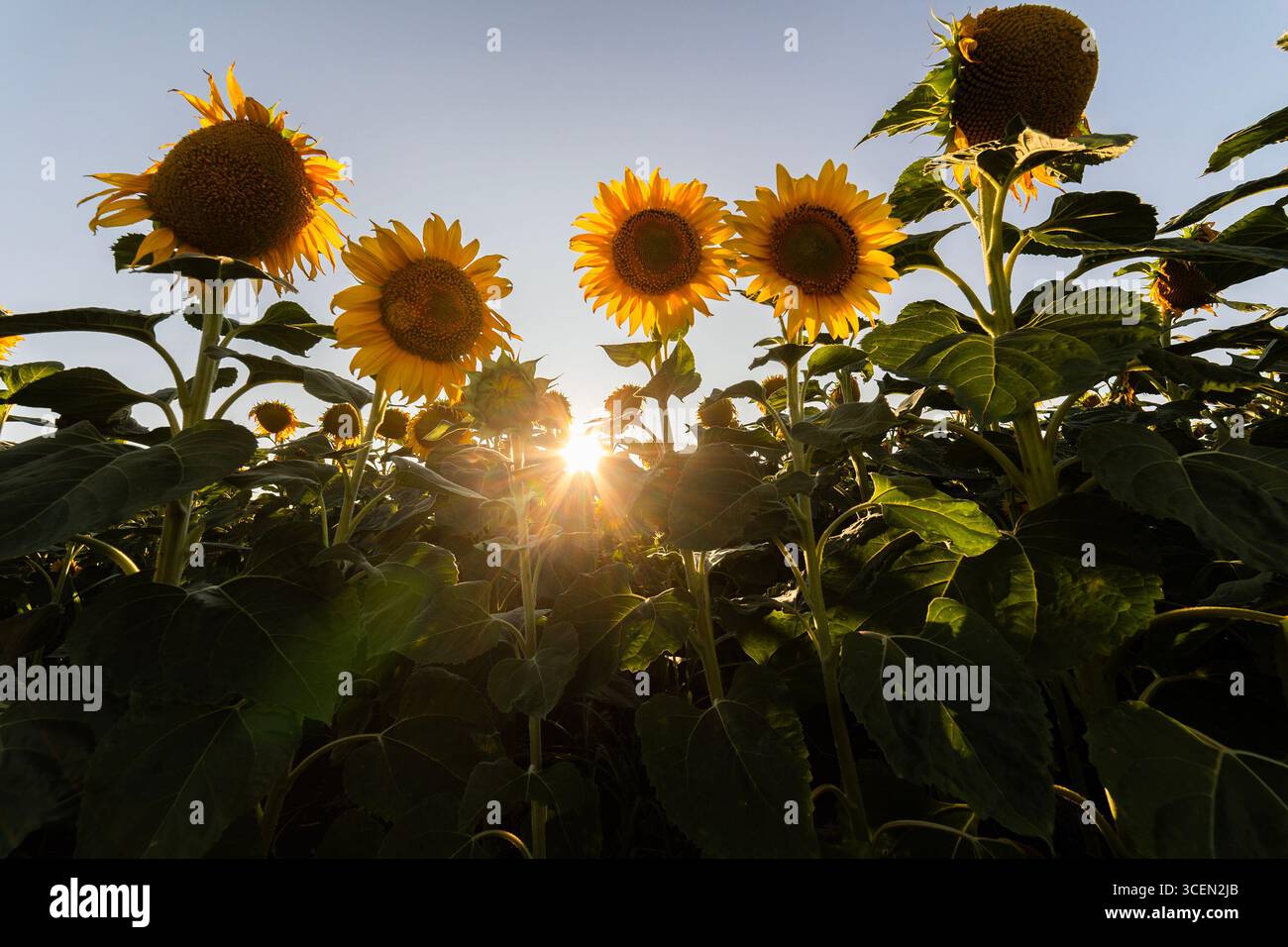Wunderschönes Komposit eines Sonnenaufgangs über einem Feld goldgelber Sonnenblumen. Stockfoto