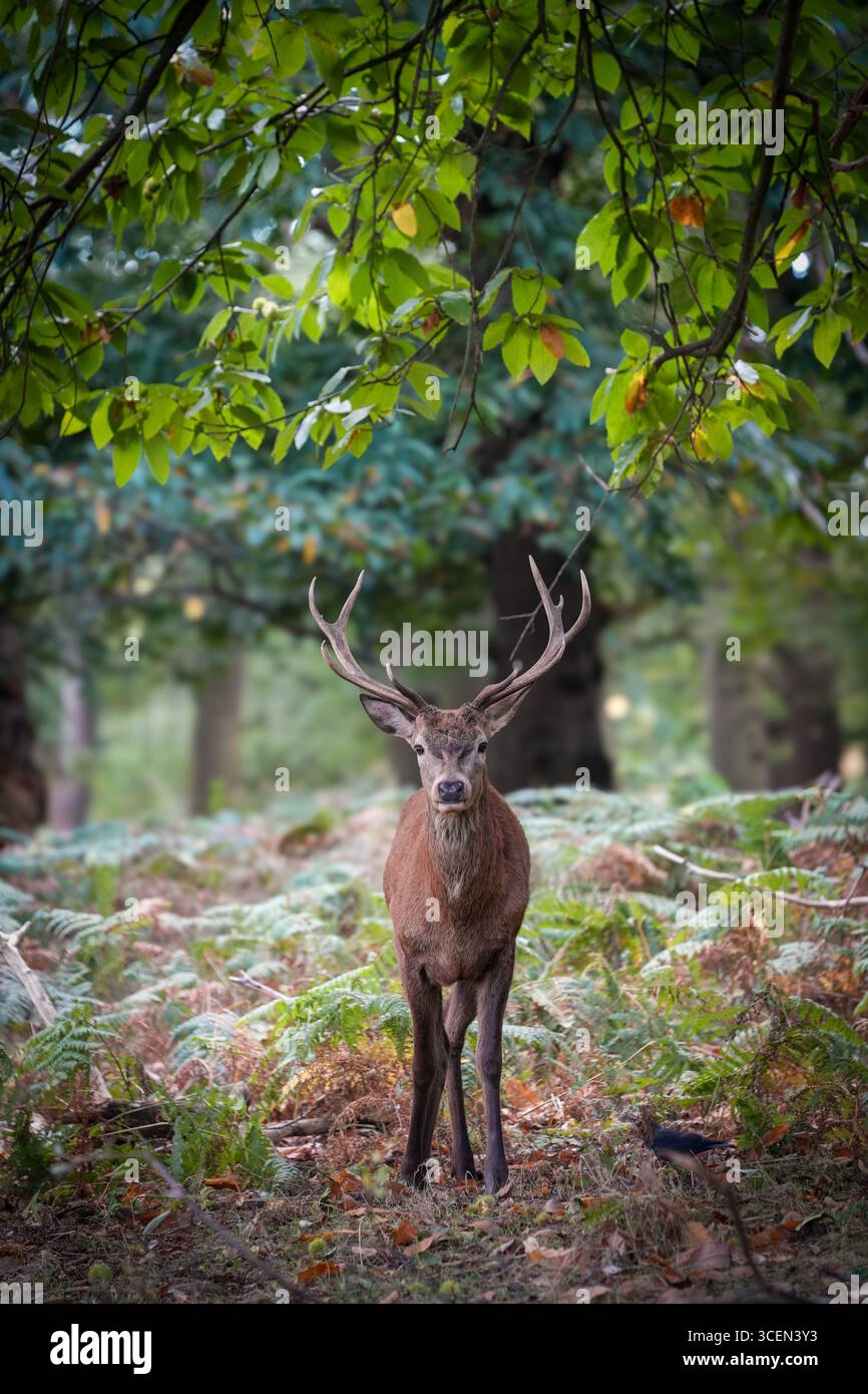 Juvenile Rotwild im Richmond Park, London Stockfoto