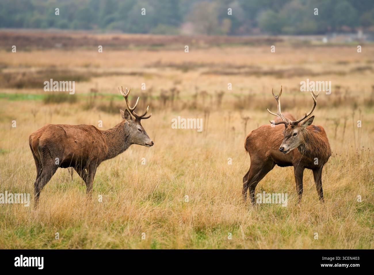 Zwei Rotwild kämpfen während der Brunftsaison Stockfoto
