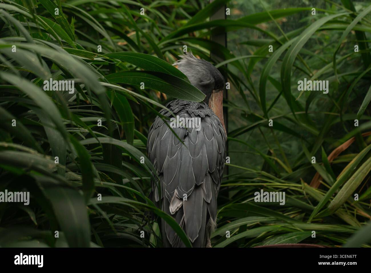 Shoebill Stork Balaeniceps rex versteckt in grüner tropischer Vegetation, Nahaufnahme der Tierwelt von seltenen afrikanischen Vögeln mit grauen Federn Stockfoto